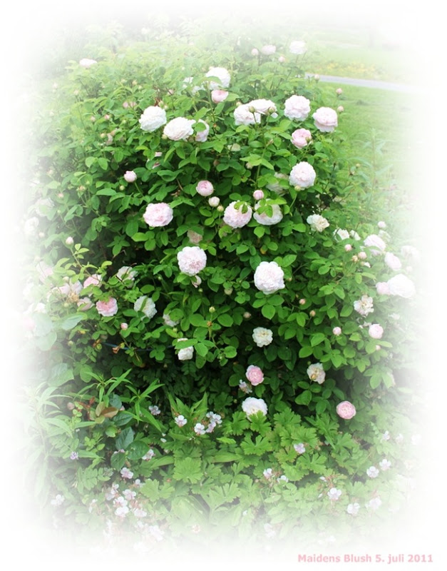 IMG_0655 IMG_0655