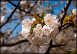 fiori di ciliegio 37-896