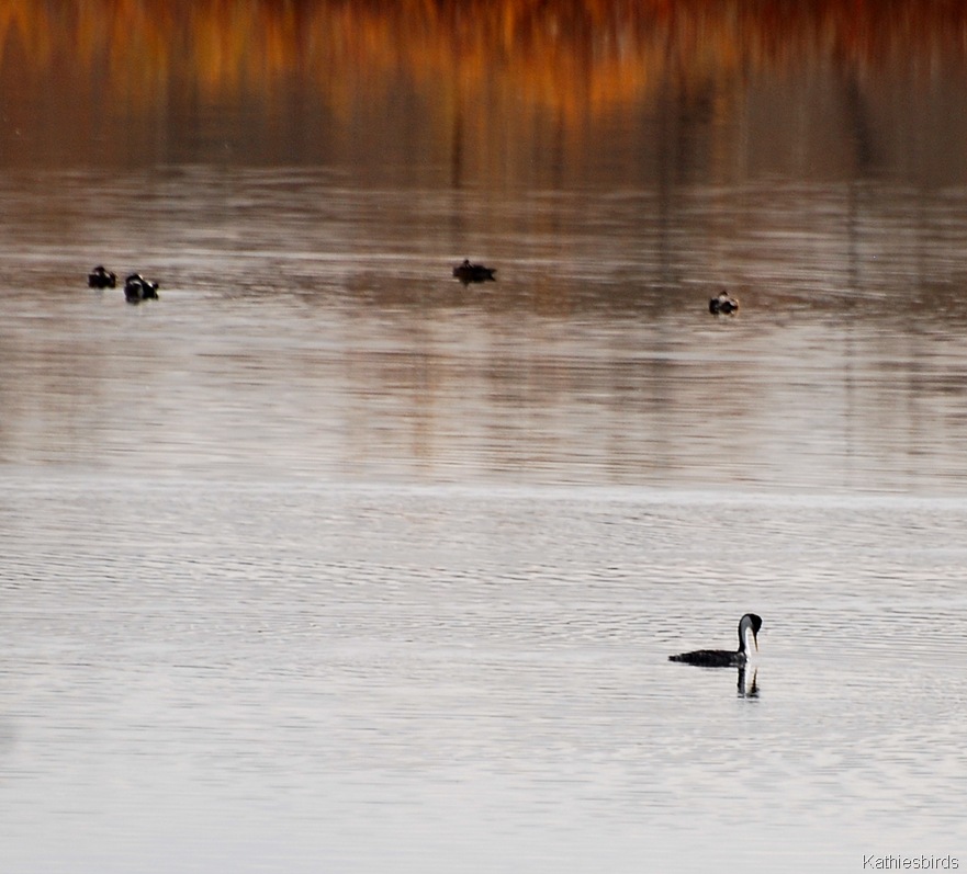 [18.%2520grebe-kab%255B4%255D.jpg]