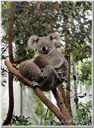 wildlife4