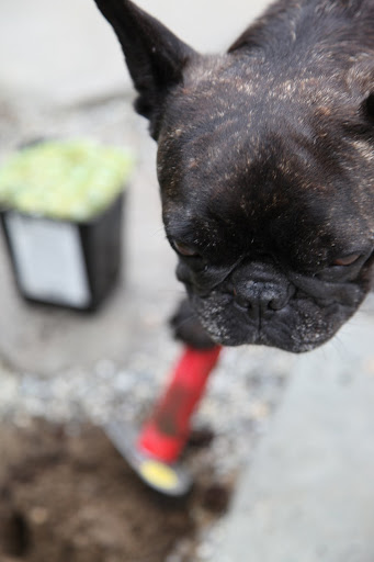 Sharkey, I've dug so many holes I can do it without even looking!