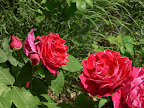 P1090057.JPG