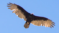DSC04166.jpg