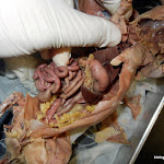 rat_digestive01.JPG