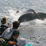 Humpback whale