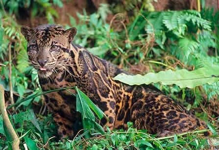 [Amazing%2520Animal%2520Pictures%2520Clouded%2520Leopard%2520%25286%2529%255B3%255D.jpg]