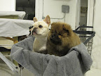 Don't worry G.K. - Let me work on Franny.  She'll will warm up to you sooner or later.