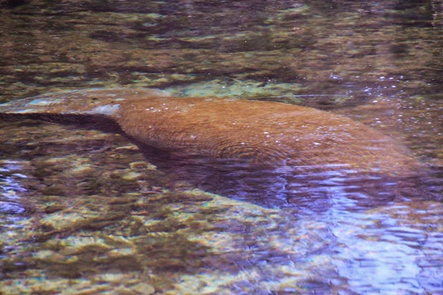 Manatee Underwater