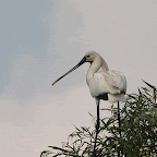 IMG_6680-MOTION.gif