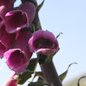 Purple Foxglove