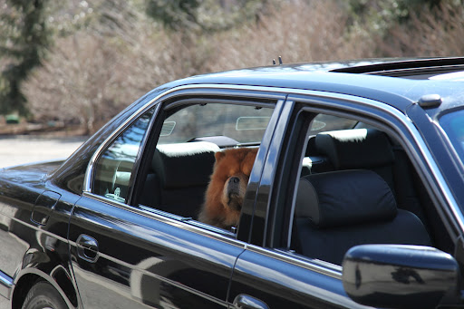 Whew!  Here come Uncle Carlos now.  He was just getting some treats for us for the trip.  He's always thinking about us.  The least you could be is a little patient, Sharkey!