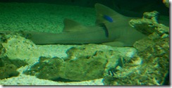 aquariumaugust6