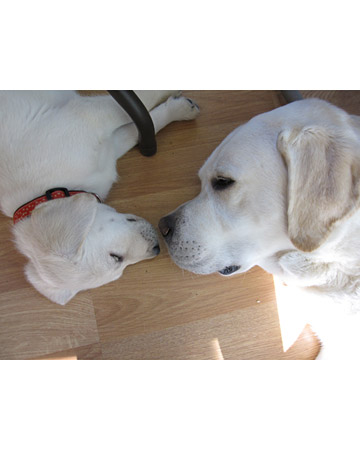 Who says when you snooze you lose? Meet the sleepy winners of our Lazy Pets photo contest, Bogie and his son, Dude, yellow labs from Madison, Wisconsin, taking a nap. Contributed by Nancykbee. Who says when you snooze you lose? Meet the sleepy winners of our Lazy Pets photo contest, Bogie and his son, Dude, yellow labs from Madison, Wisconsin, taking a nap. Contributed by Nancykbee.