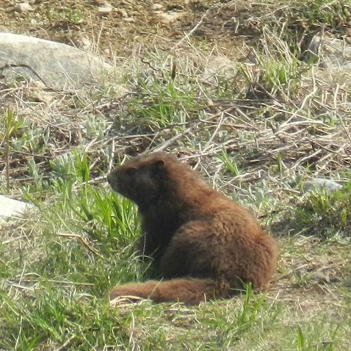 Vancouver.island.marmot.dscn4287