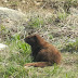Vancouver.island.marmot.dscn4287