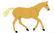 Cavalos (11)