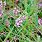 wild thyme, Bergthymian