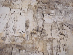 rolls of paper..birch bark