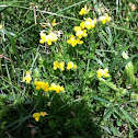 Bird's-foot Trefoil 