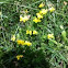 Bird's-foot Trefoil 