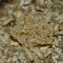 Subterranean termites (tending eggs)