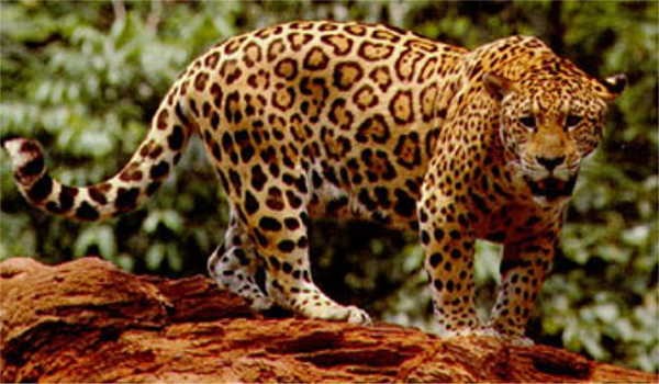 4- O nome “jaguar” 4- O nome “jaguar”