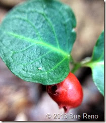 Sue Reno, Partridge berry, macro view 1