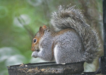 [squirrel-snow-on-tail%255B2%255D.jpg]