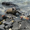 Galapagos Sea lion