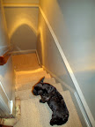 Poor Sharkey was taken down to the laundry room.  I'll follow quietly.