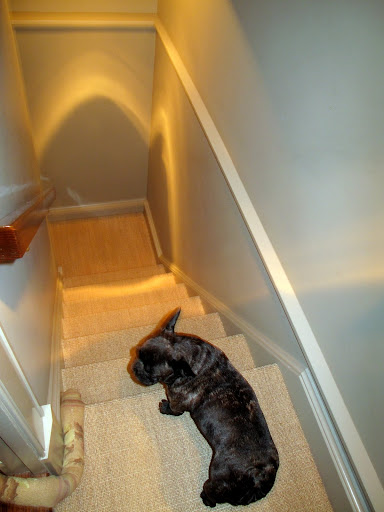 Poor Sharkey was taken down to the laundry room.  I'll follow quietly.