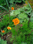 This is Geum coccineum 'Borisii' - the more common face of geum. It makes me wonder why more people don't grow this beauty!