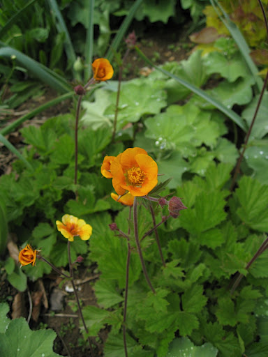 This is Geum coccineum 'Borisii' - the more common face of geum. It makes me wonder why more people don't grow this beauty!