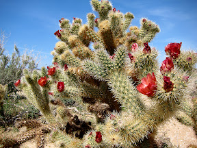 Staghorn Cholla blooming just outside of the Anza Borrego Desert State park