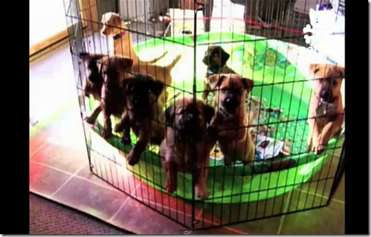 cute-puppies-wake-up-happy