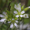Mouse-ear Chickweed