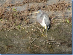 6147 Texas, South Padre Island - Birding and Nature Center guided bird walk -Tricolored Heron