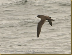 Sooty Shearwater MSB_7276 NIKON D300S June 12, 2011