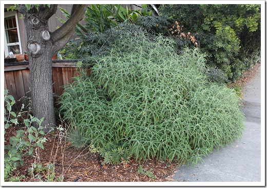 110901_salvia-leucantha_01 110901_salvia-leucantha_01