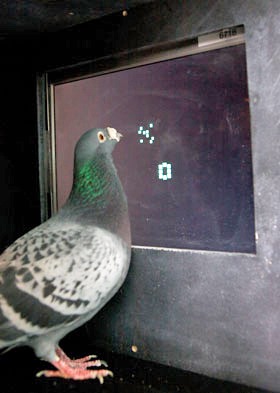 [Math-Pigeons5.jpg]