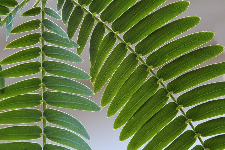 [110929_Mimosa-pudica_092.jpg]