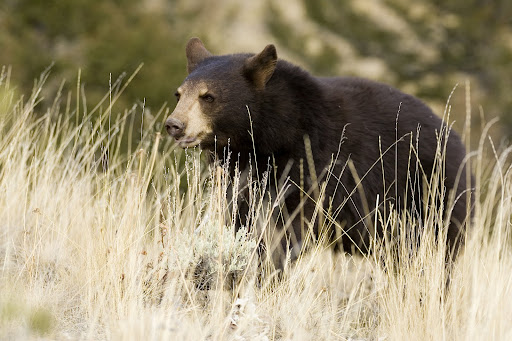 Photo Courtesy of the Missouri Dept. of Conservation