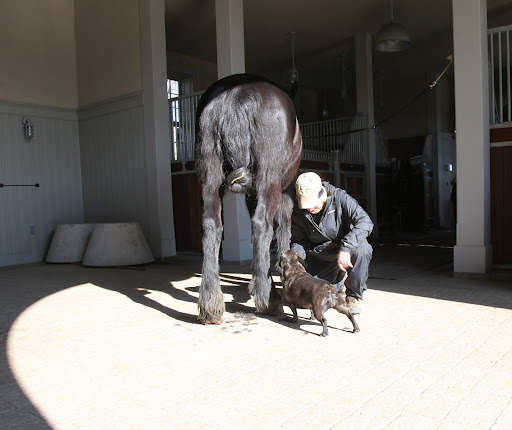 Horses grow a lot of extra hair to keep warm during the cold months.