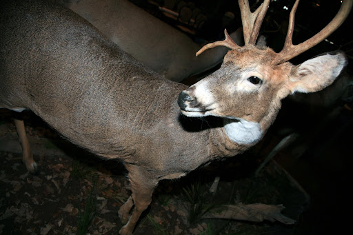 Several mounted deer are on display at Springfield's Bass Pro Shops. Photo Credit: Alex Crowder