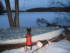 Well, will you look at that!  The water is frozen, Sharkey!