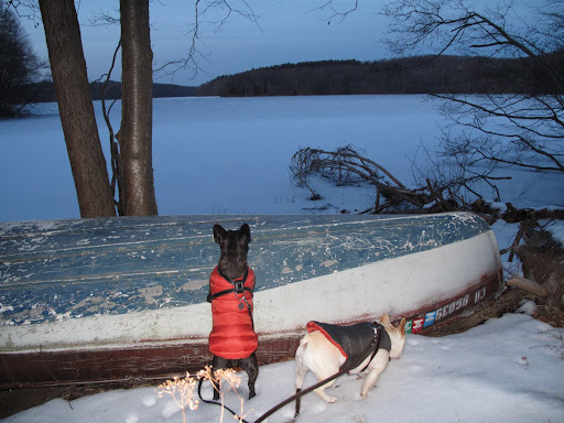 Well, will you look at that!  The water is frozen, Sharkey!