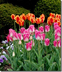 tptulips7