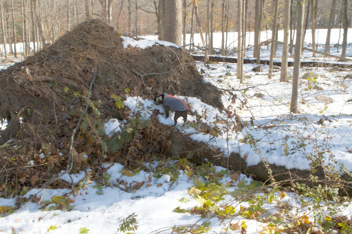 The winds were really howling during Hurricane Sandy.  Just look at the size of this root ball!  It took a great deal of force to yank this out of the ground.