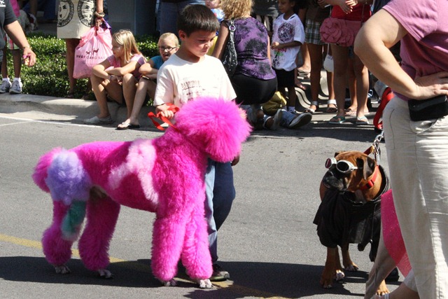 Dogtoberfest 067