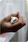 Mikey is an example of the millions of mice used in research. Sadly, most of the animal protection laws exclude the protection of mice like Mikey. Mikey is up for adoption in Brooklyn, N.Y. Mikey is an example of the millions of mice used in research. Sadly, most of the animal protection laws exclude the protection of mice like Mikey. Mikey is up for adoption in Brooklyn, N.Y.